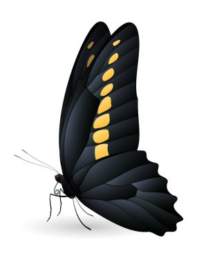 Beyaz arka planda izole edilmiş güzel kelebek.