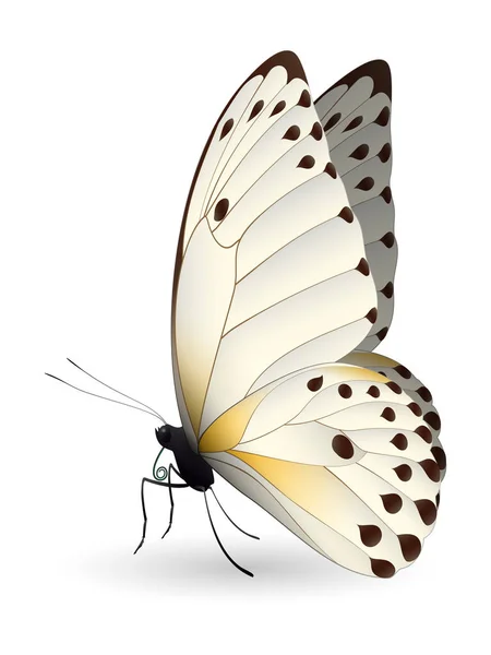 Hermosa mariposa aislada sobre un fondo blanco — Vector de stock