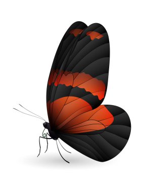 Beyaz arka planda izole edilmiş güzel kelebek.