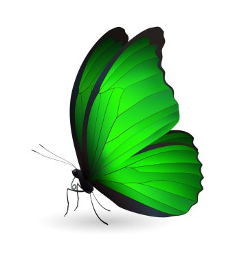 Beyaz arka planda izole edilmiş güzel kelebek.