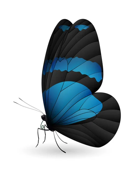 Mooie vlinder geïsoleerd op een witte achtergrond — Stockvector