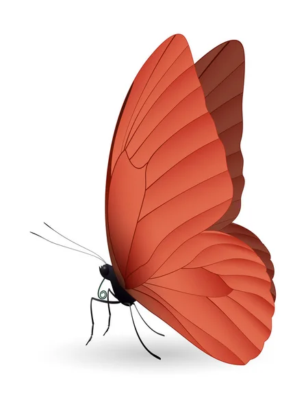 Gyönyörű pillangó elszigetelt fehér háttér — Stock Vector