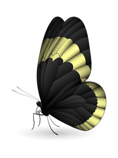 Gyönyörű pillangó elszigetelt fehér háttér — Stock Vector