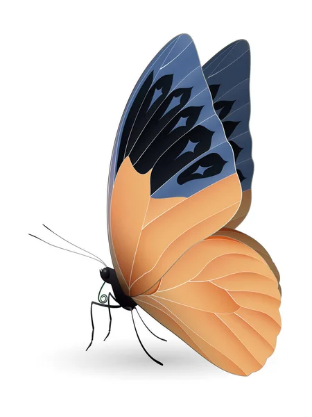 Stor orange spets fjäril isolerad på en vit — Stock vektor