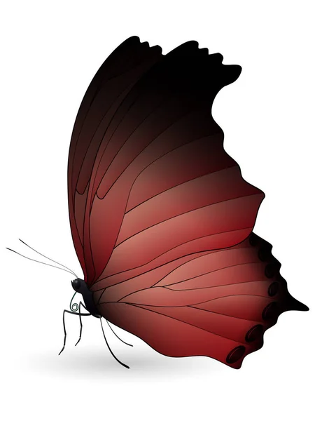 Hermosa mariposa aislada sobre un fondo blanco — Vector de stock