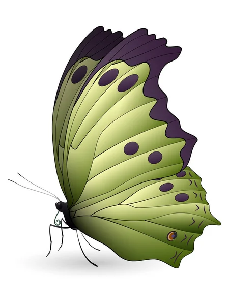 Красива метелик ізольована на білому тлі — стоковий вектор