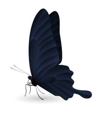 Beyaz arka planda izole edilmiş güzel kelebek.