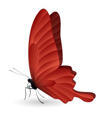 Beyaz arka planda izole edilmiş güzel kelebek.