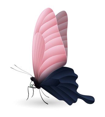 Beyaz arka planda izole edilmiş güzel kelebek.