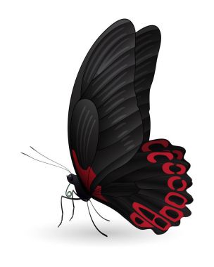 Beyaz arka planda izole edilmiş güzel kelebek.