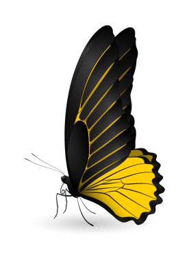 Beyaz arka planda izole edilmiş güzel kelebek.