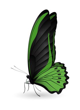 Beyaz arka planda izole edilmiş güzel kelebek.