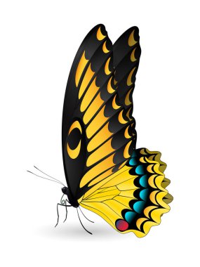 Beyaz arka planda izole edilmiş güzel kelebek.