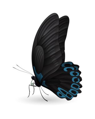 Beyaz arka planda izole edilmiş güzel kelebek.