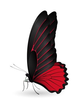 Beyaz arka planda izole edilmiş güzel kelebek.