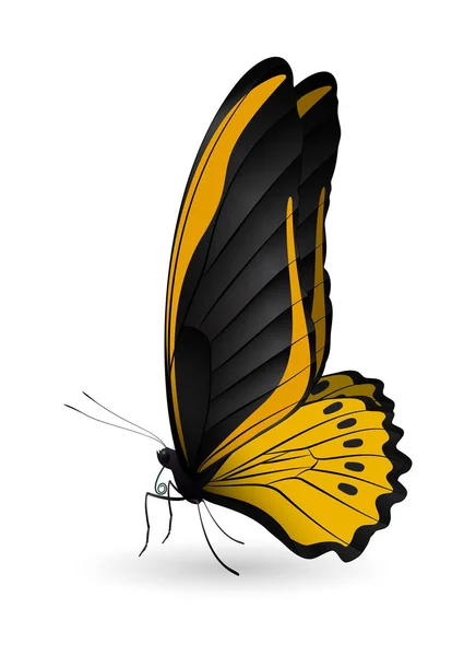 Красивая бабочка изолирована на белом фоне — стоковый вектор