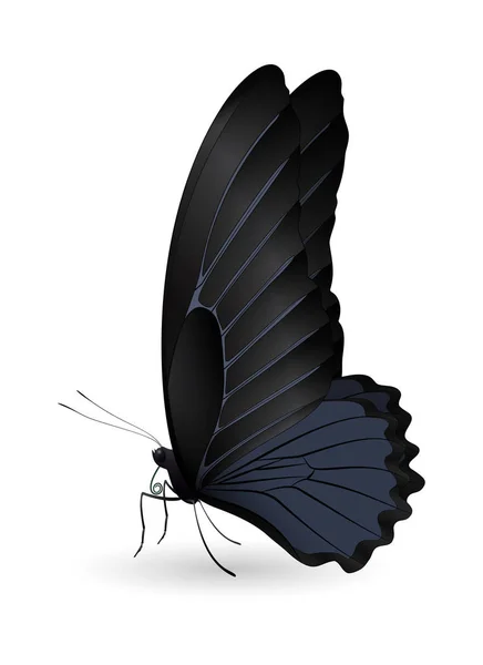 Hermosa mariposa aislada sobre un fondo blanco — Vector de stock