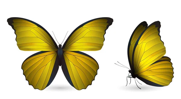 Conjunto de mariposas de colores. Vista frontal y lateral — Vector de stock