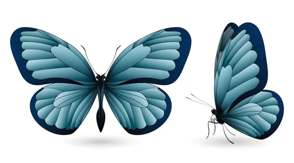 Conjunto de mariposas de colores. Vista frontal y lateral — Vector de stock