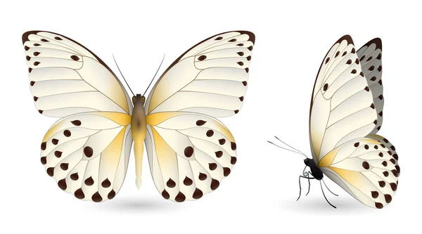 Conjunto de mariposas de colores. Vista frontal y lateral — Vector de stock
