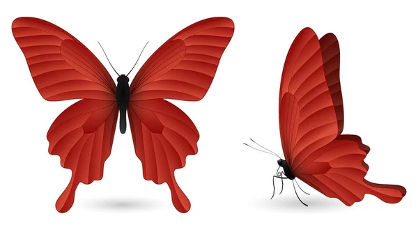 Conjunto de mariposas de colores. Vista frontal y lateral — Vector de stock