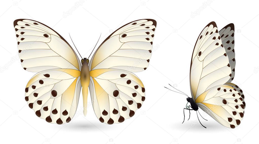 Set of colorful butterflies. Front and side view