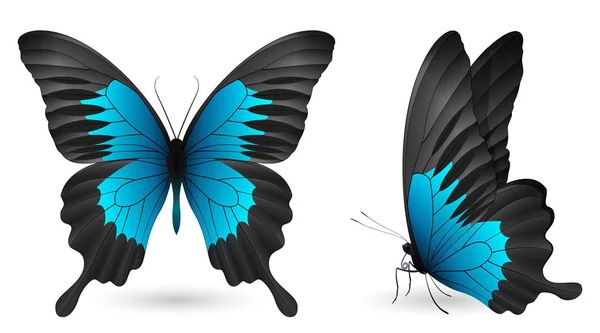 Conjunto de mariposas de colores. Vista frontal y lateral — Vector de stock