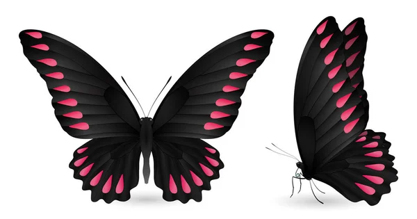 Σετ από πολύχρωμες πεταλούδες. Μπροστινή και πλάγια προβολή — Διανυσματικό Αρχείο