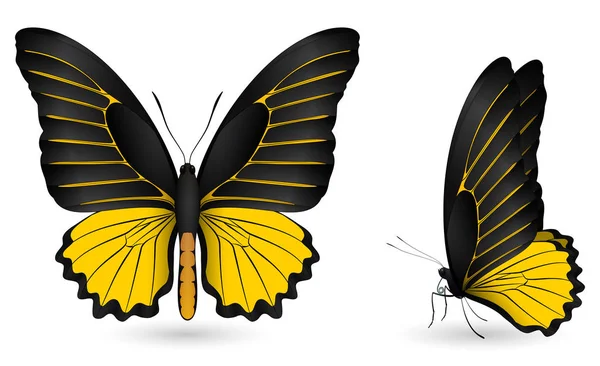 Conjunto de mariposas de colores. Vista frontal y lateral — Vector de stock