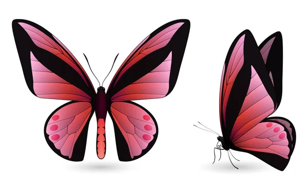 화려한 나비의 집합입니다. 전면 및 측면 보기 — 스톡 벡터