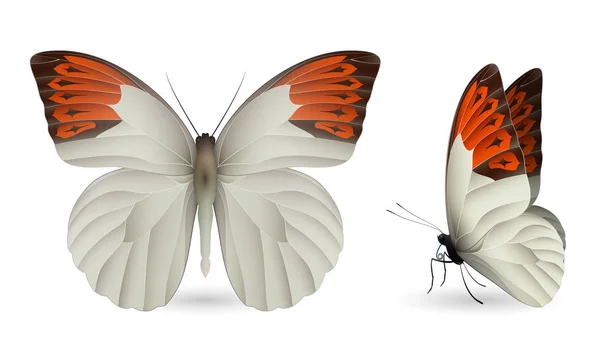 Conjunto de borboletas coloridas. Vista frontal e lateral —  Vetores de Stock