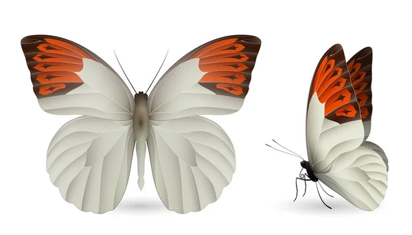 Conjunto de mariposas de colores. Vista frontal y lateral — Vector de stock