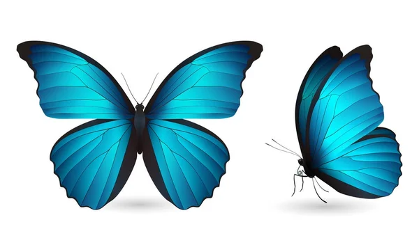 Set of colorful butterflies. Front and side view — Stock Vector