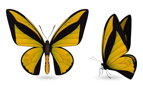 Renkli kelebekler kümesi. Ön ve yan görünüm — Stok Vektör