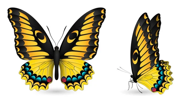 Set of colorful butterflies. Front and side view — Stock Vector