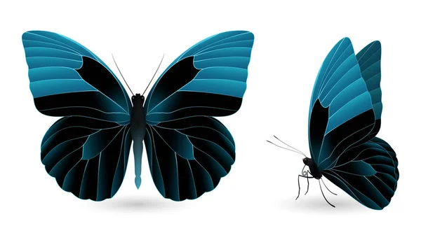 Set van kleurrijke vlinders. Voor- en zijkant weergave — Stockvector