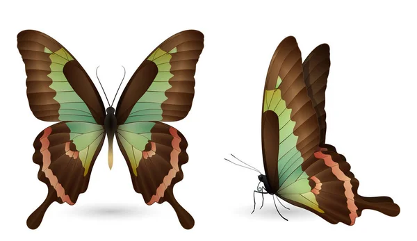 Conjunto de mariposas de colores. Vista frontal y lateral — Vector de stock