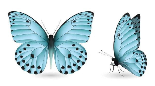 Uppsättning färgglada fjärilar. Front- och Visa — Stock vektor