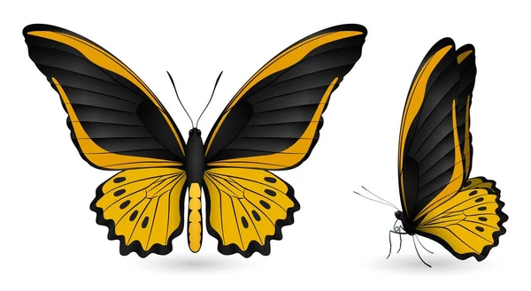 화려한 나비의 집합입니다. 전면 및 측면 보기 — 스톡 벡터