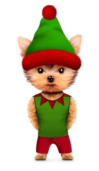 Rolig hund Santas elf med hatt. Jul-konceptet — Stockfoto