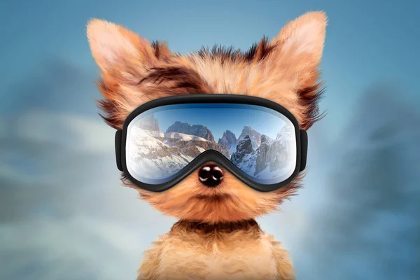 Chien drôle portant des lunettes de ski. Concept de Noël — Photo