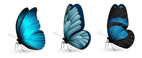 다채로운 현실적인 나비 세트 — 스톡 벡터