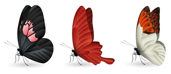 Uppsättning färgglada realistiska fjärilar — Stock vektor