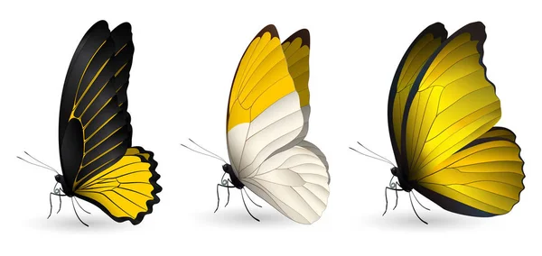 다채로운 현실적인 나비 세트 — 스톡 벡터