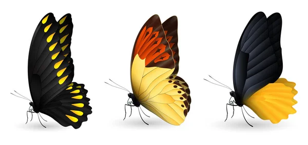 Conjunto de mariposas realistas coloridas — Vector de stock