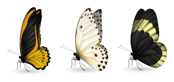 Conjunto de mariposas realistas coloridas — Vector de stock