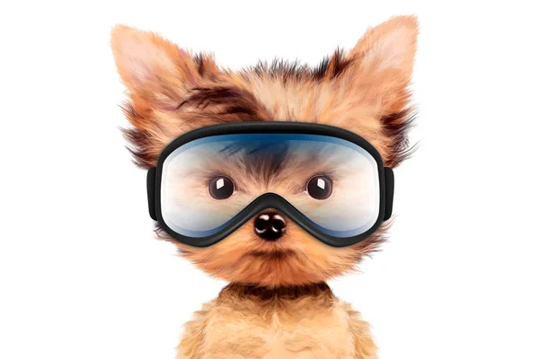 Funny Dog wearing ski goggles. Christmas concept — Stock Photo, Image