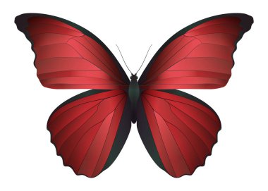 Beyaz arka planda izole edilmiş güzel kelebek.