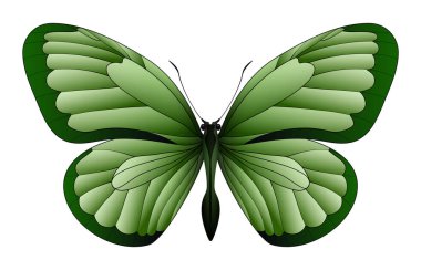 Beyaz arka planda izole edilmiş güzel kelebek.