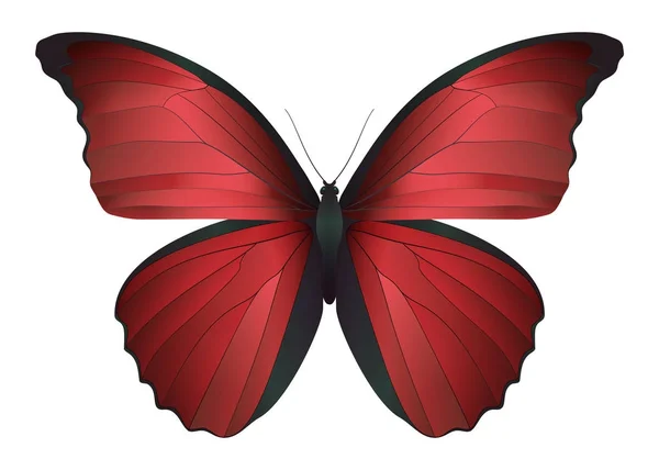 Schöner Schmetterling isoliert auf weißem Hintergrund — Stockvektor